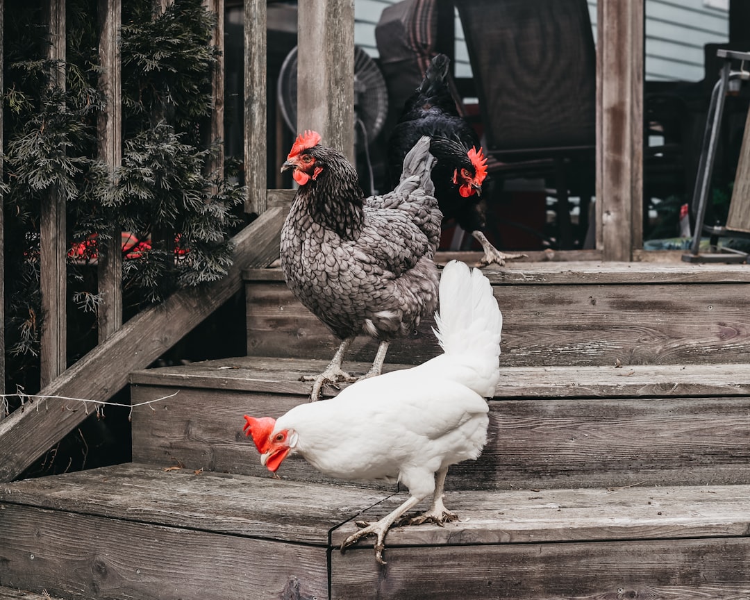 Bold as a Rooster: Embracing Confidence with Foghorn Leghorn Quotes